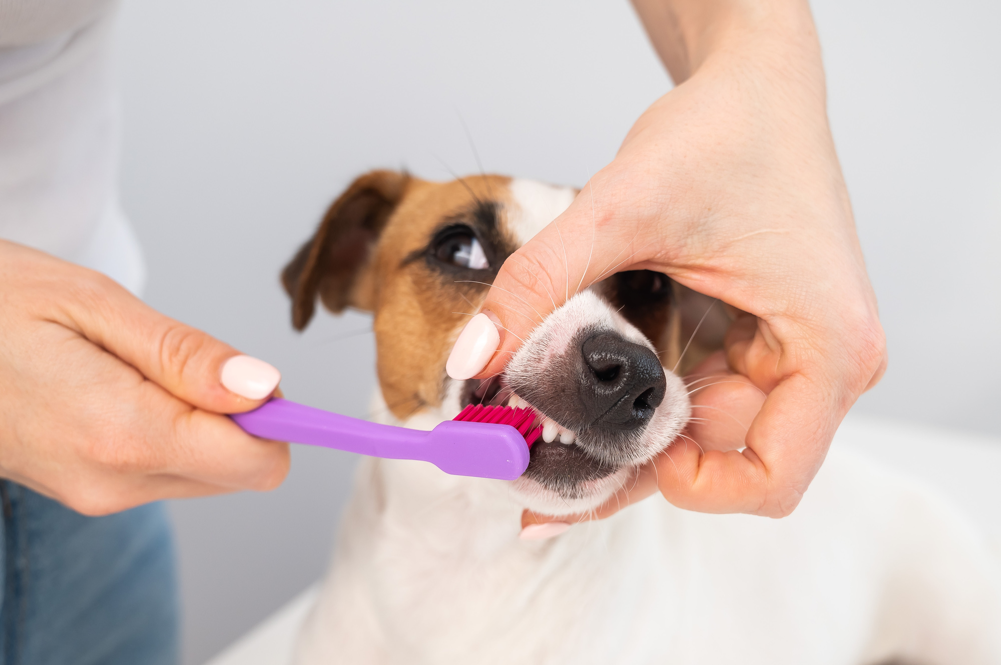 【獣医師が解説】犬の歯磨きの正しいやり方と磨き残しが起きないコツ ワンカルテ