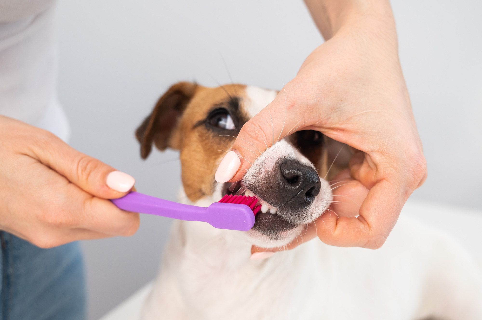 犬 歯磨き 血 が 出 た