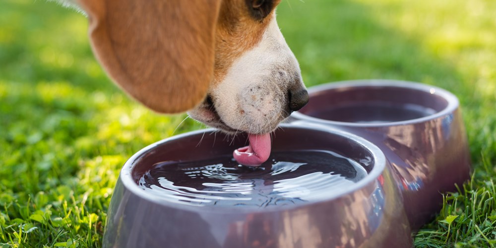 寝たきり の 犬 に 水 を 飲ま せる 方法